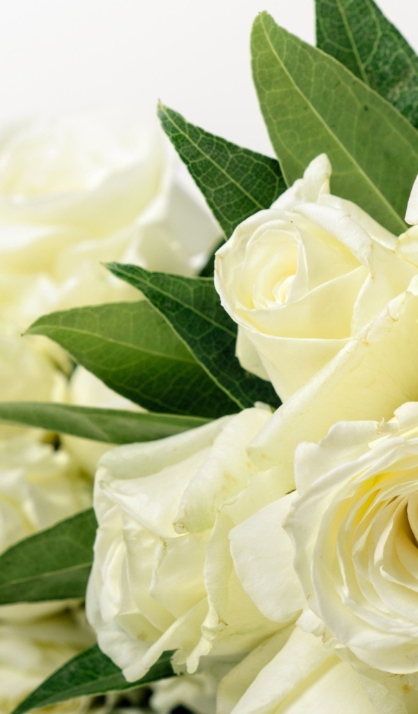 Букет красивых белых роз с зелеными листьями 