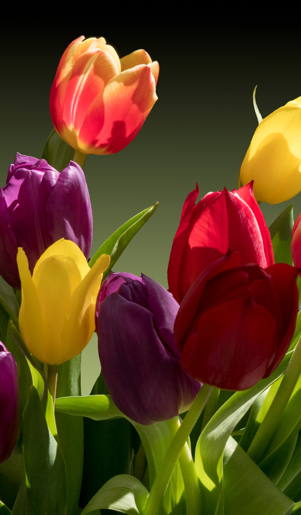 Букет разноцветных тюльпанов крупным планом