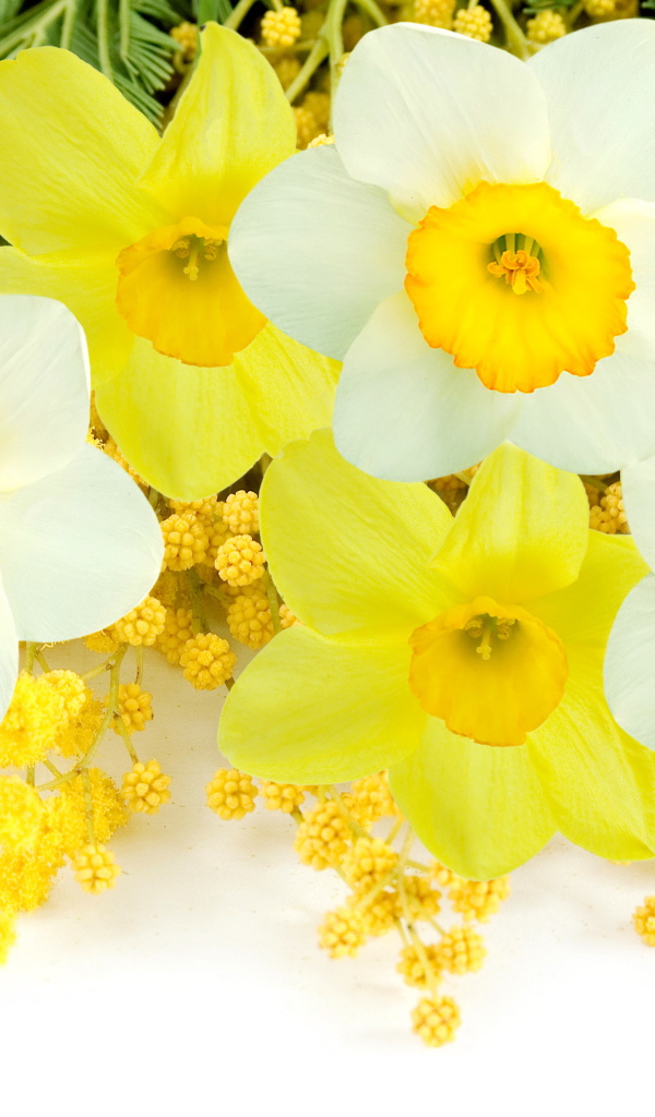 Букет нарциссов с веточками мимозы на белом фоне