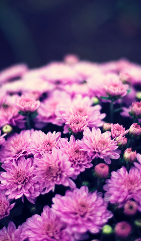 Букет нежных розовых хризантем крупным планом