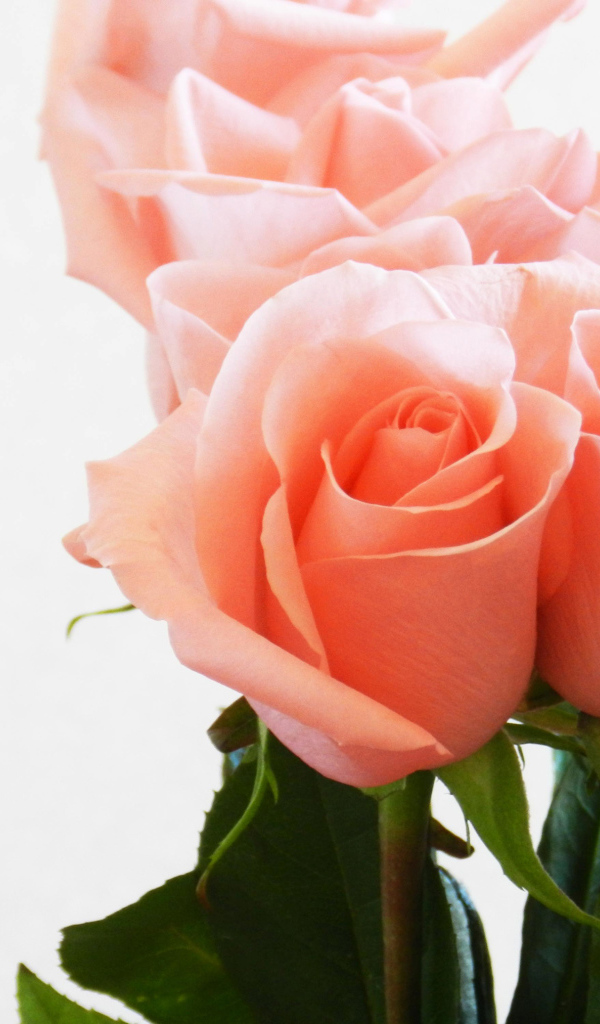 Букет нежных розовых роз крупным планом на белом фоне