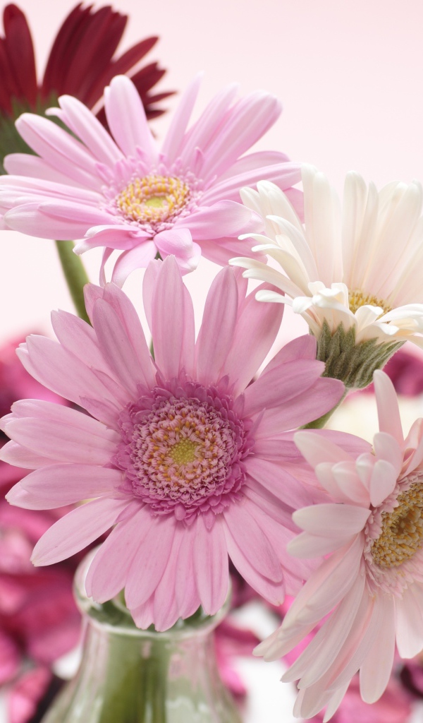 Букет цветов герберы в вазе на розовом фоне