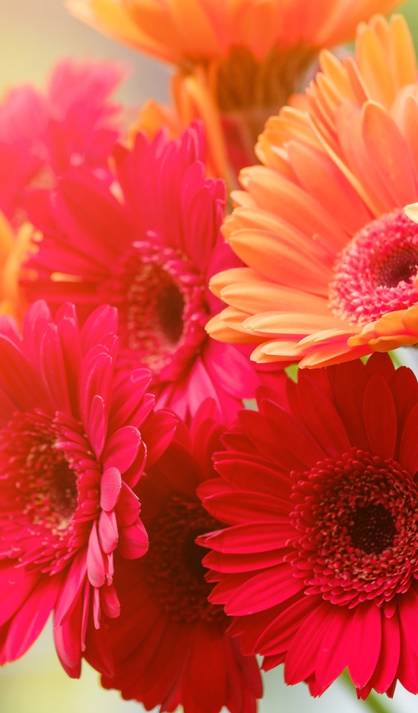 Букет разноцветной герберы крупным планом