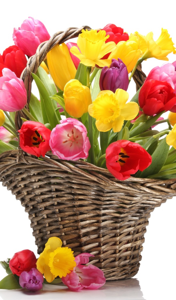 Букет разноцветных тюльпанов в плетеной корзине на белом фоне