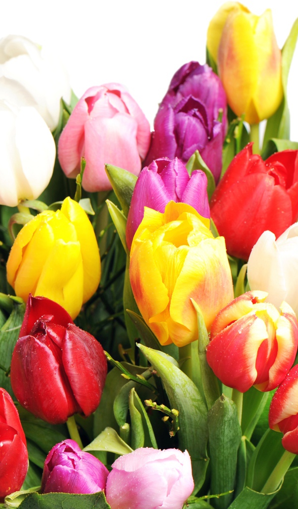 Букет разноцветных тюльпанов на белом фоне