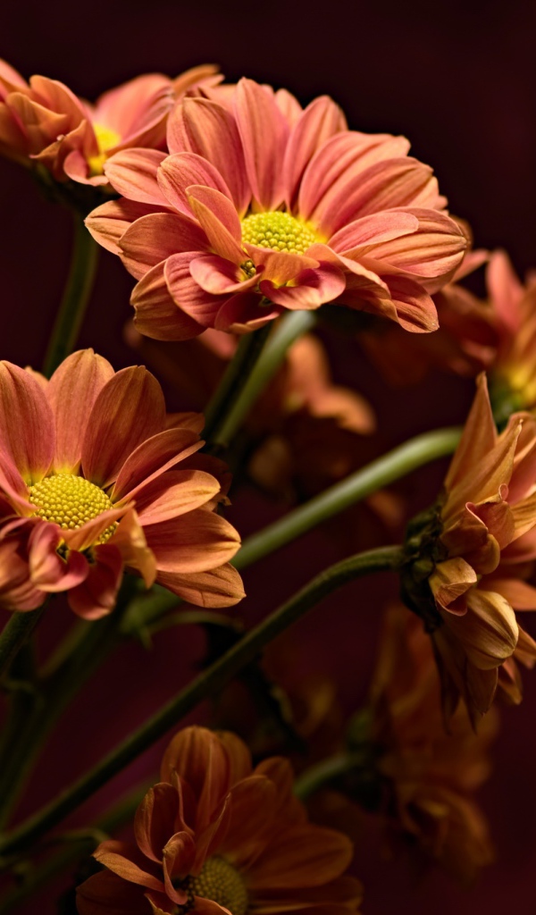 Букет оранжевых хризантем крупным планом