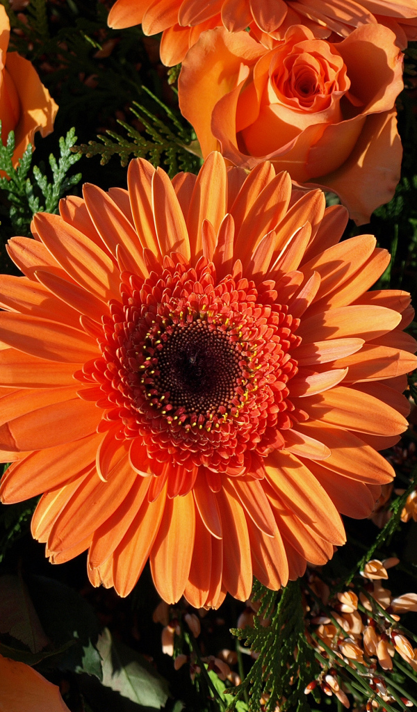 Букет оранжевых гербер с розами 