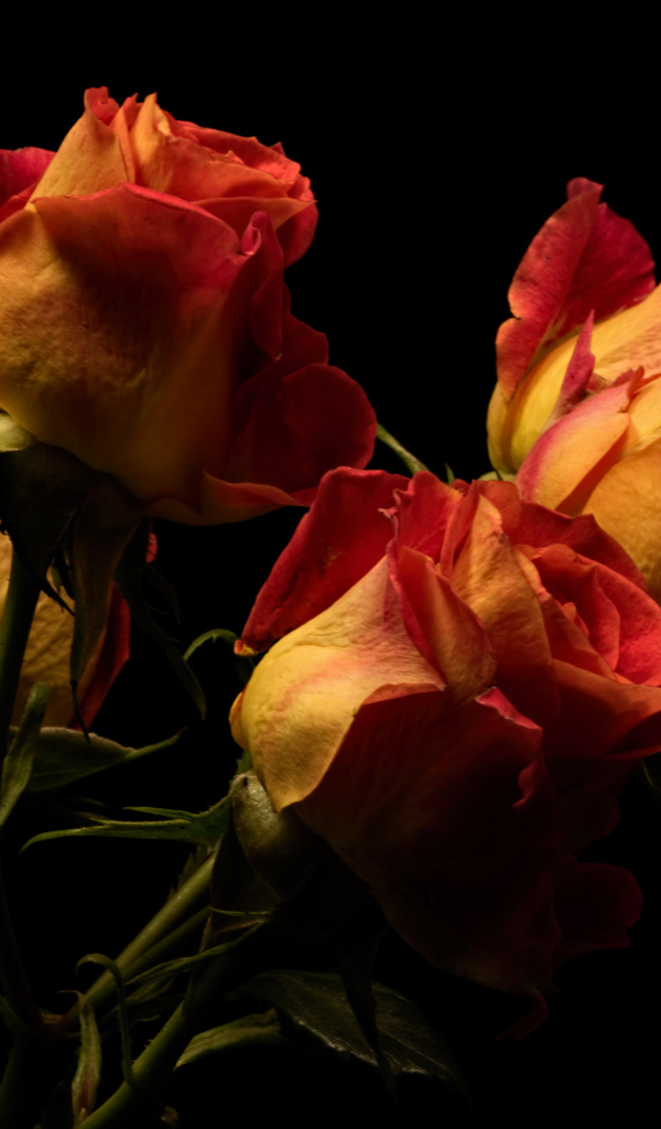 Букет оранжевых с красным роз на черном фоне