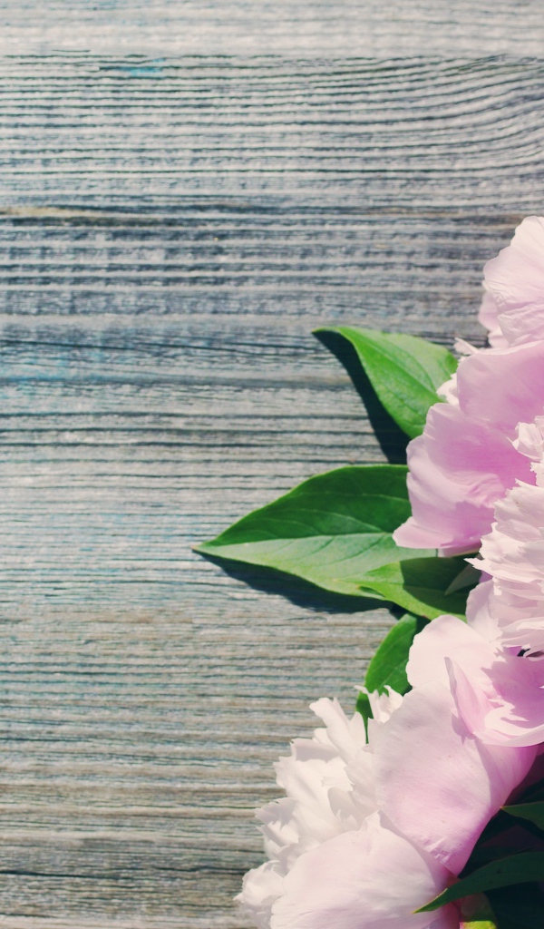 Букет розовых весенних пионов на деревянной поверхности 