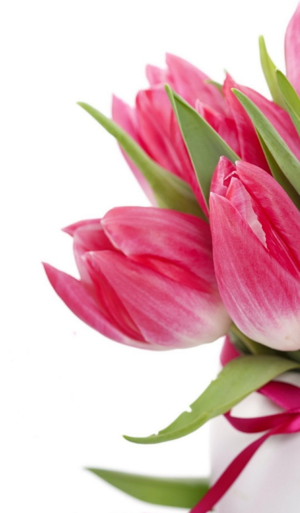 Букет розовых тюльпанов с лентой на белом фоне