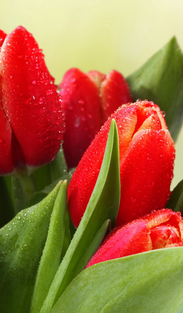 Букет красных тюльпанов в каплях росы 