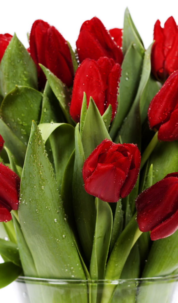 Букет красных тюльпанов в каплях росы в стеклянной вазе на белом фоне