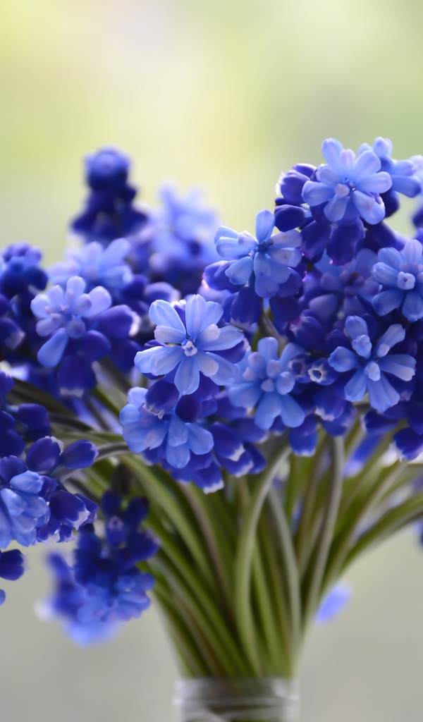 Букет весенних голубых цветов