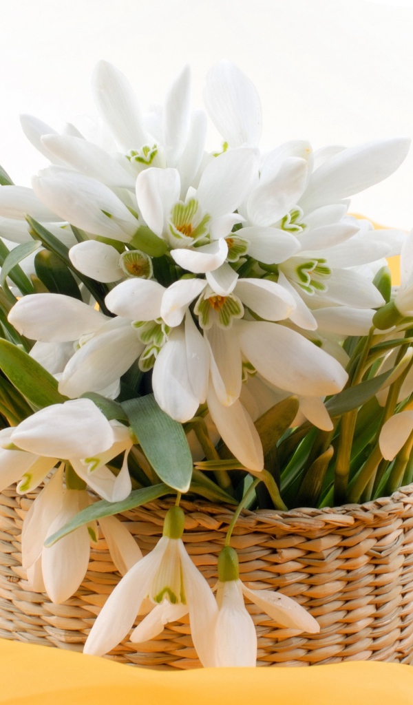 Букет нежных белых весенних подснежников в корзине