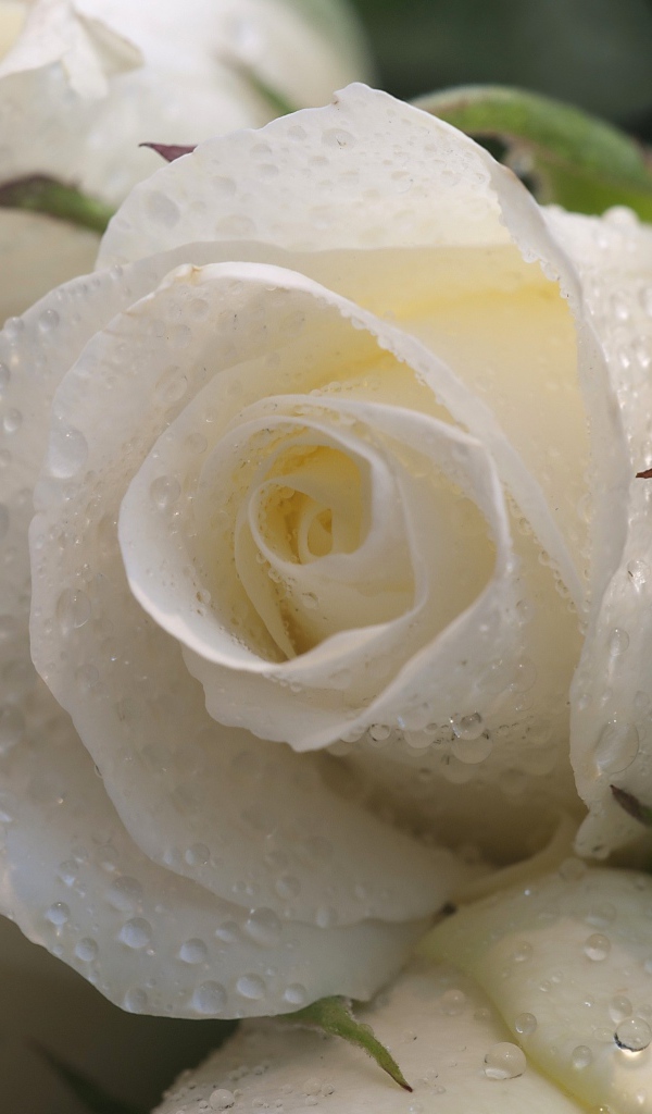 Букет белых роз в каплях росы 