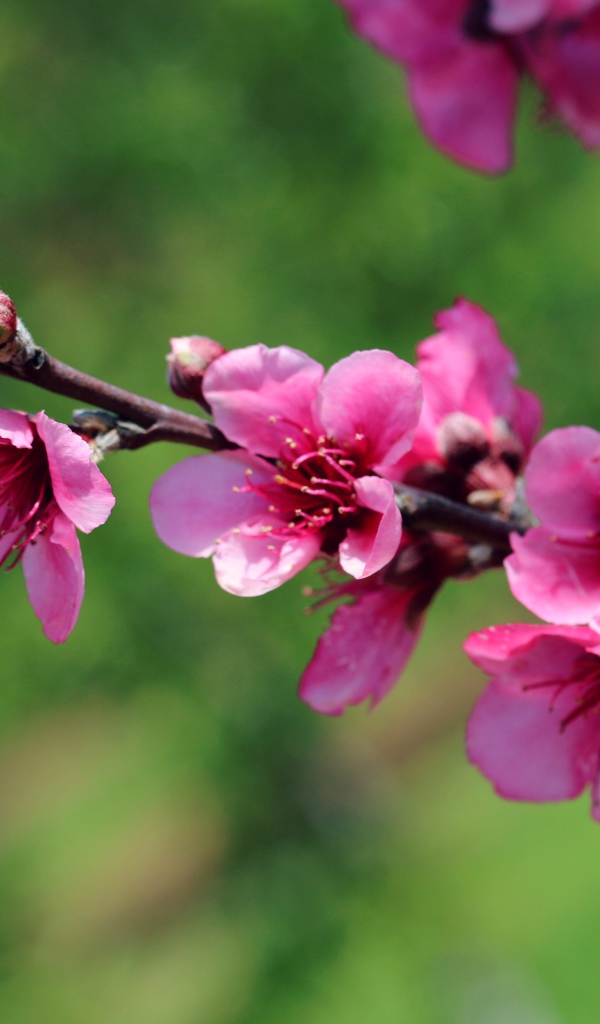 Ветка с красивыми розовыми цветами крупным планом