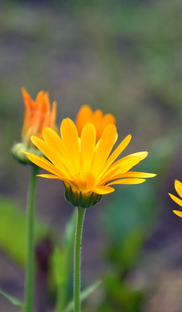 Яркие оранжевые цветы календулы 