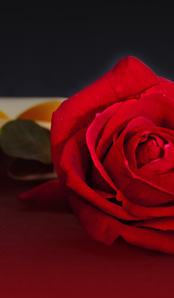 Яркая красная чайная роза на столе с книгой