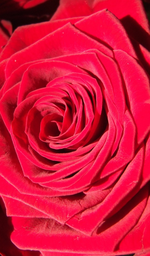 Яркие алые бутоны роз крупным планом