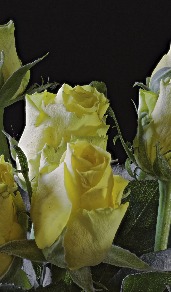 Бутоны желтой розы на черном фоне крупным планом