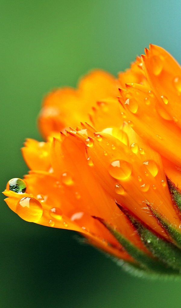 Бутон цветка календулы в каплях росы на зеленом фоне