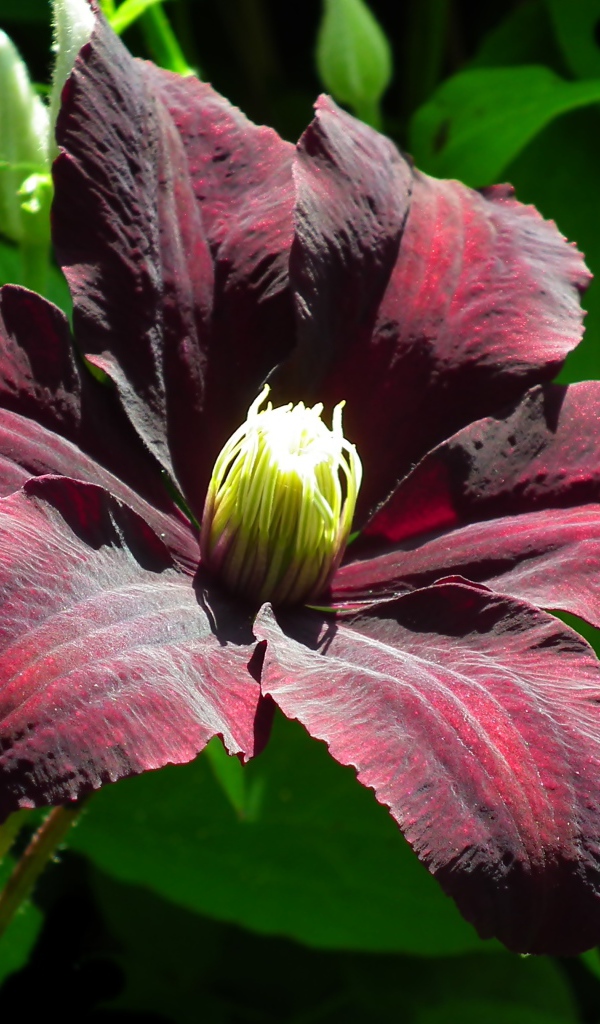 Бордовый цветок клематиса крупным планом