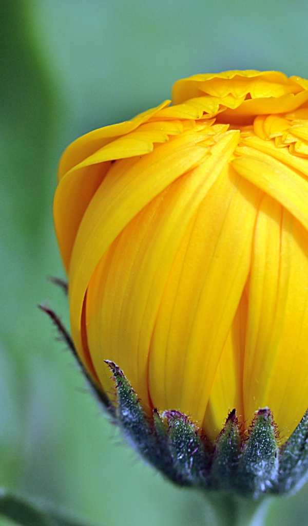 Распускающийся бутон рудбекии крупным планом