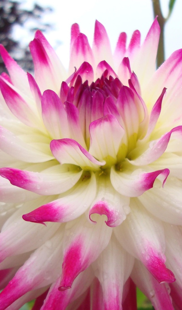 Цветок георгин с розово-белыми лепестками крупным планом