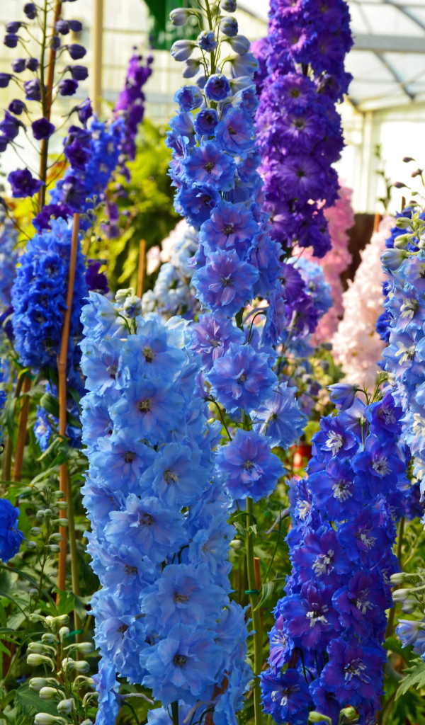 Разноцветные цветы дельфиниум в оранжерее
