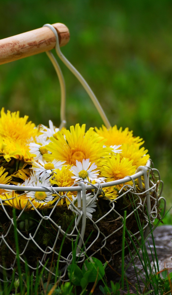 Букет одуванчиков с железной корзине на зеленой траве
