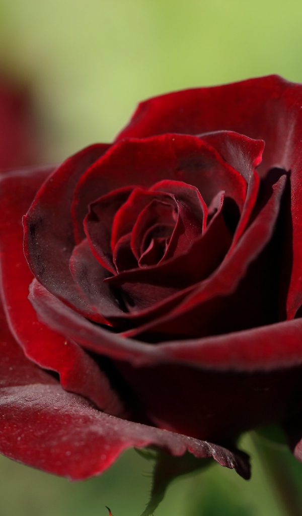 Темная бордовая роза крупным планом