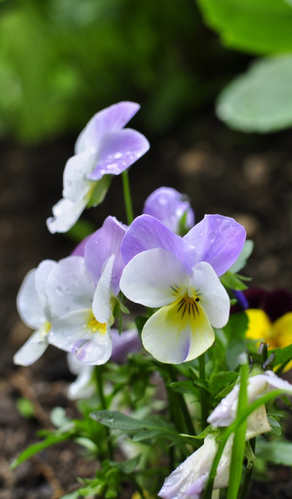 Нежный сиреневый цветок анютины глазки 