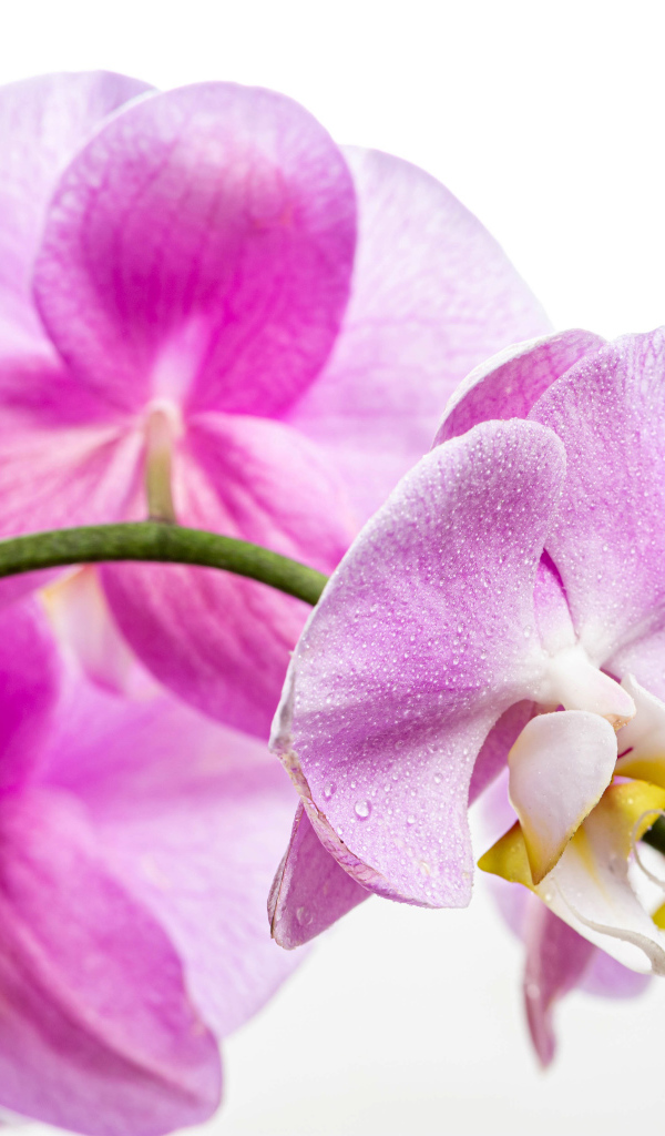 Нежная розовая хризантема с бутонами на белом фоне 