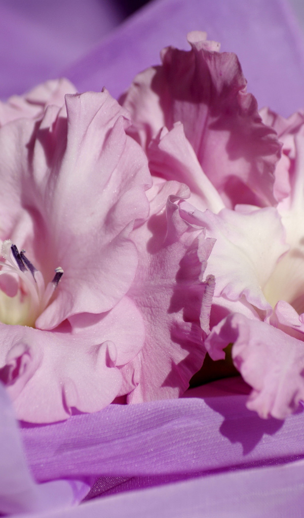 Нежные розовые цветы гладиолусы на сиреневой ткани