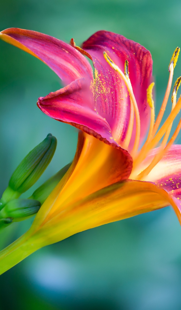 Нежная розовая лилия с бутонами на зеленом фоне крупным планом