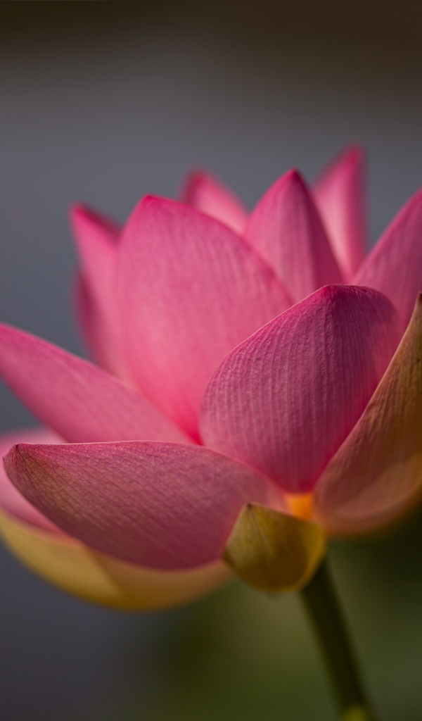 Нежный розовый цветок лотоса крупным планом на сером фоне