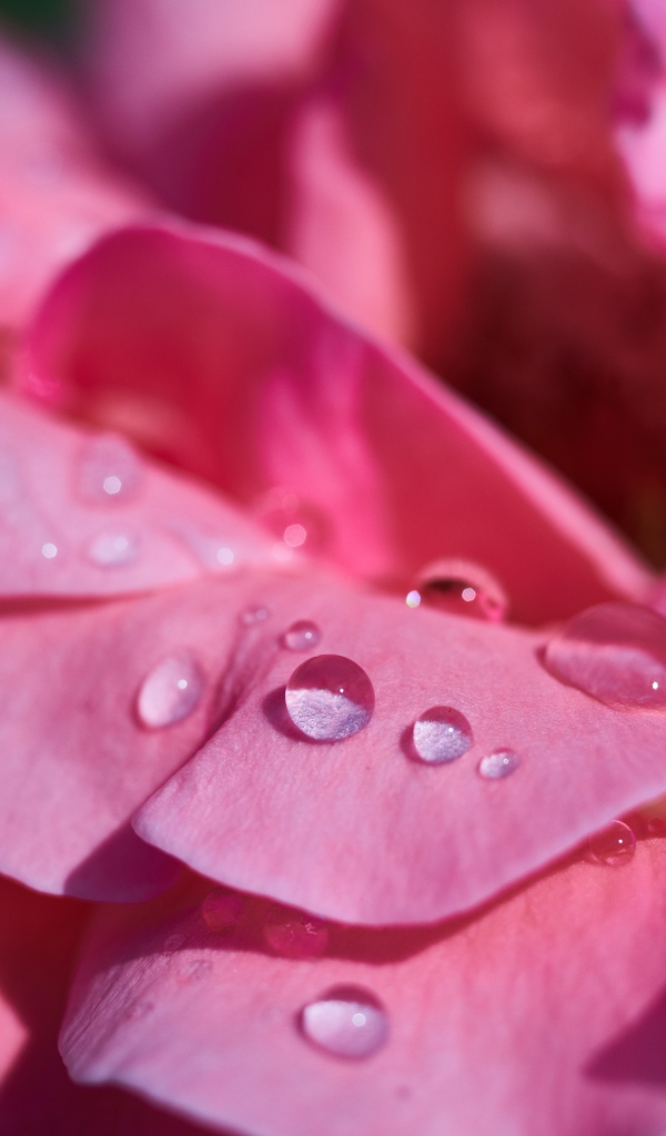 Нежные розовые лепестки розы в каплях росы