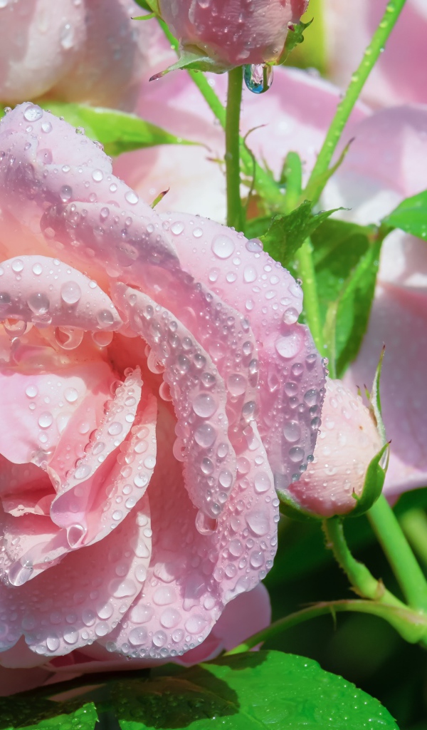 Нежные розовые розы в каплях росы с зелеными листьями 