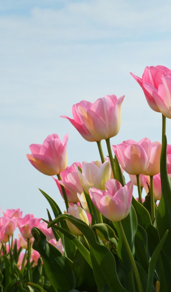 Нежные розовые тюльпаны на фоне голубого неба