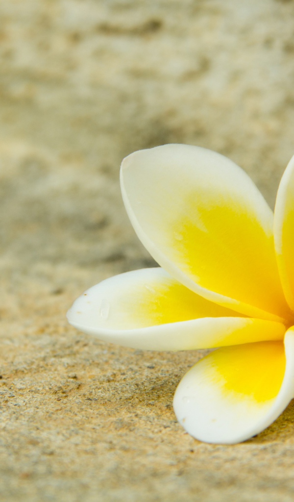 Нежный цветок плюмерии лежит на песке