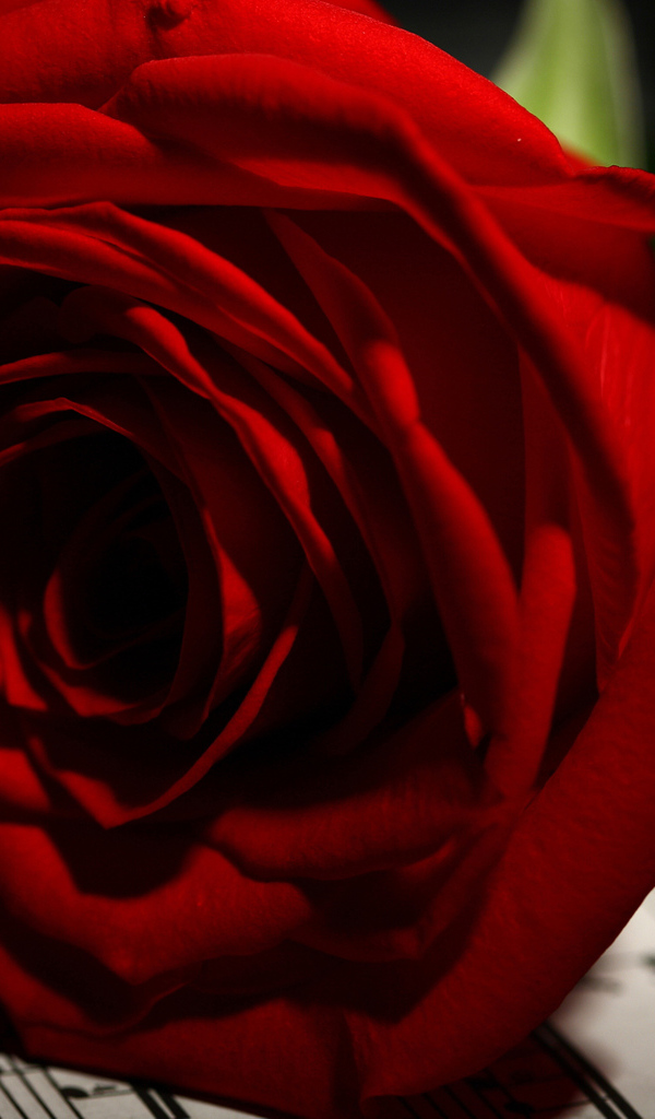 Нежная красная роза лежит на нотах 