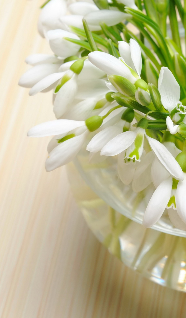 Нежные весенние первоцветы подснежники в стеклянной вазе