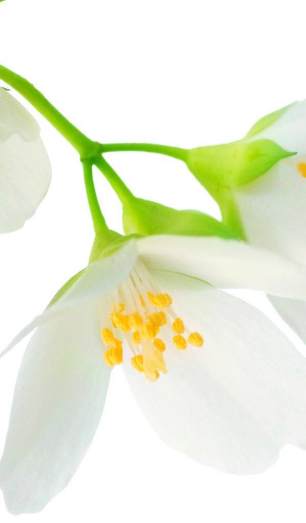 Нежные белые цветы жасмина на белом фоне крупным планом