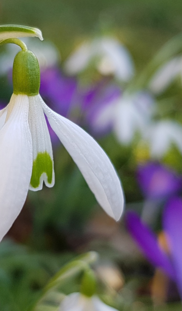 Нежный белый подснежник крупным планом 