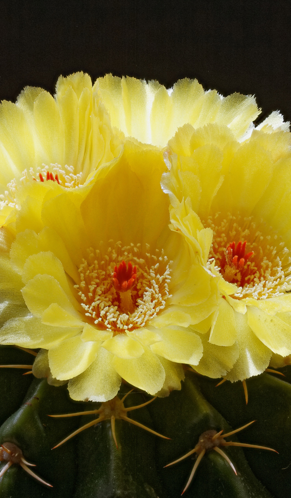 Нежные желтые цветы на зеленом колючем кактусе