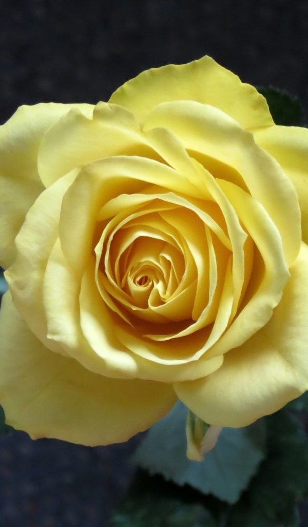 Нежная желтая роза вид сверху крупным планом