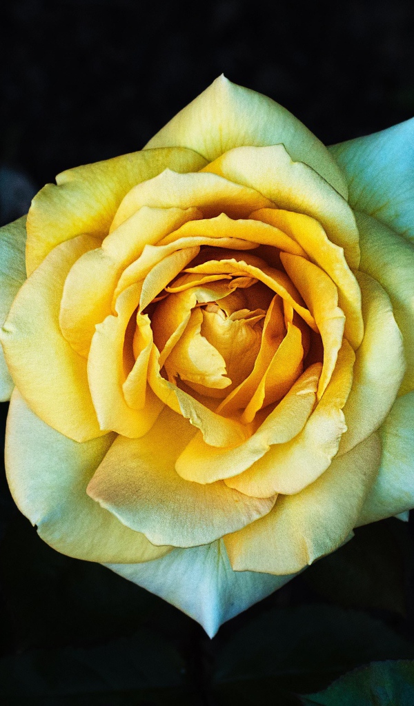 Нежная желтая роза крупным планом вид сверху