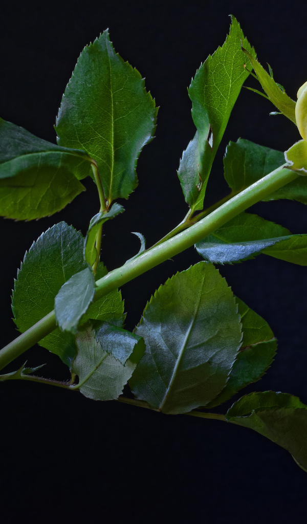 Нежная желтая роза с зелеными листьями на черном фоне