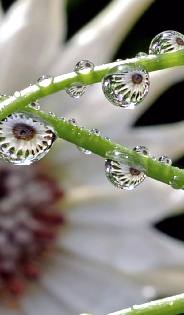 Капли на зеленых стеблях цветка