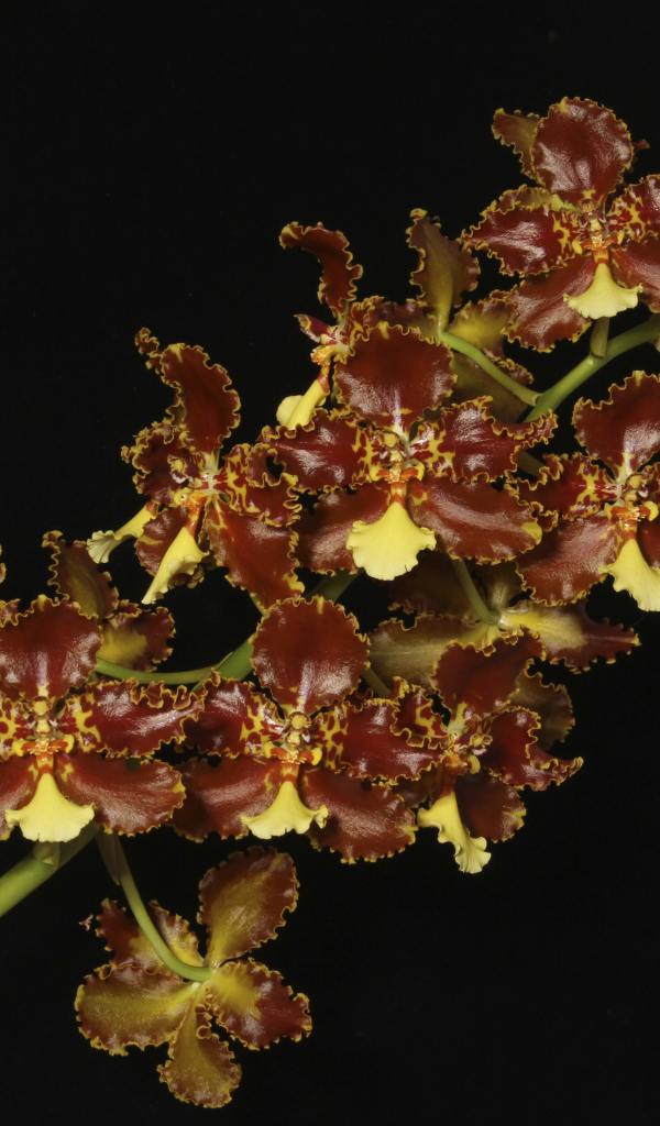 Экзотическая коричневая орхидея на черном фоне